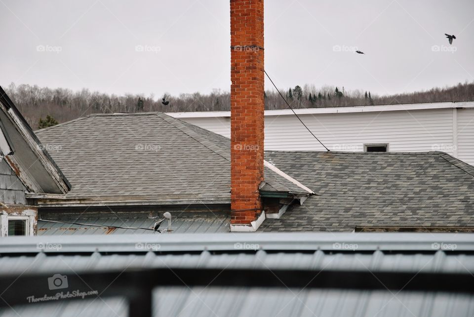 shot off of my back balcony.
mid December and no snow.

Birds foraging on the rooftops before the snow started flying.