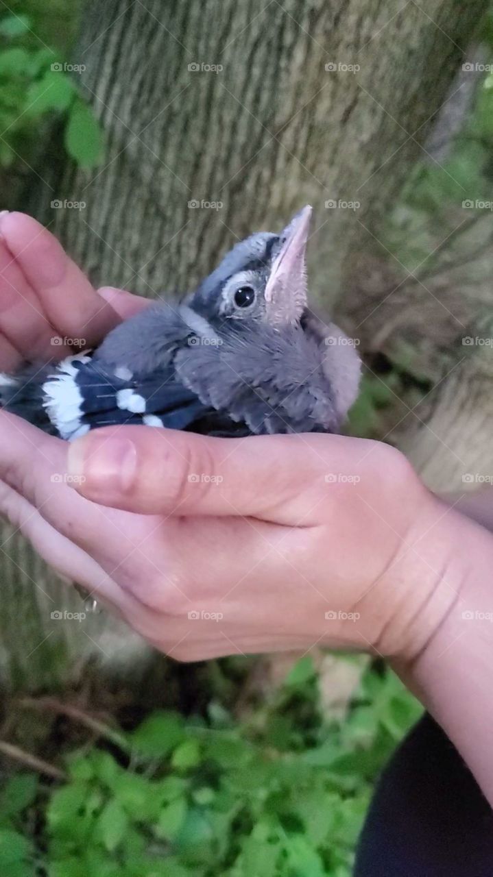 I made a little friend in the woods. a Baby blue Jay.