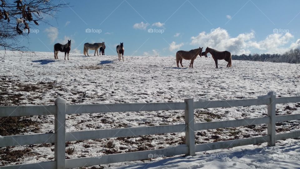 Snowy Pasture