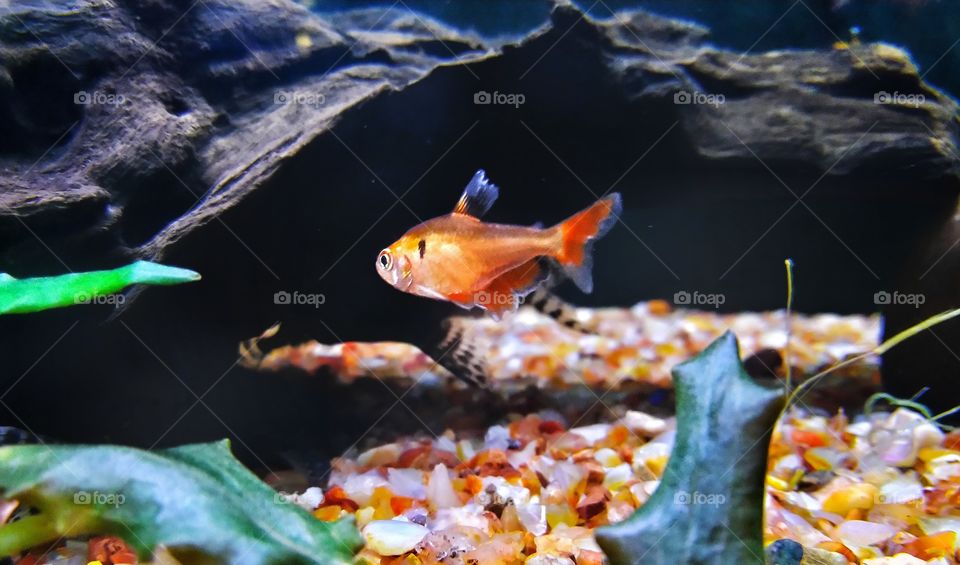 aquarium fish