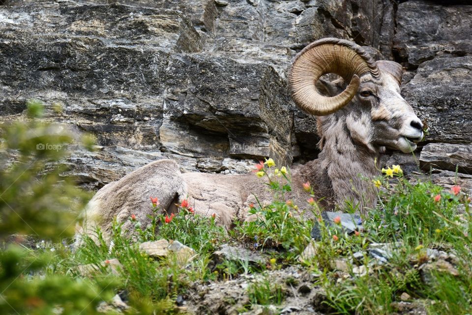 Bighorn sheep