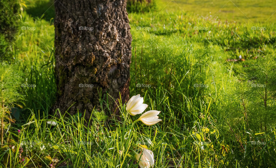 flourishing of nature during summer time