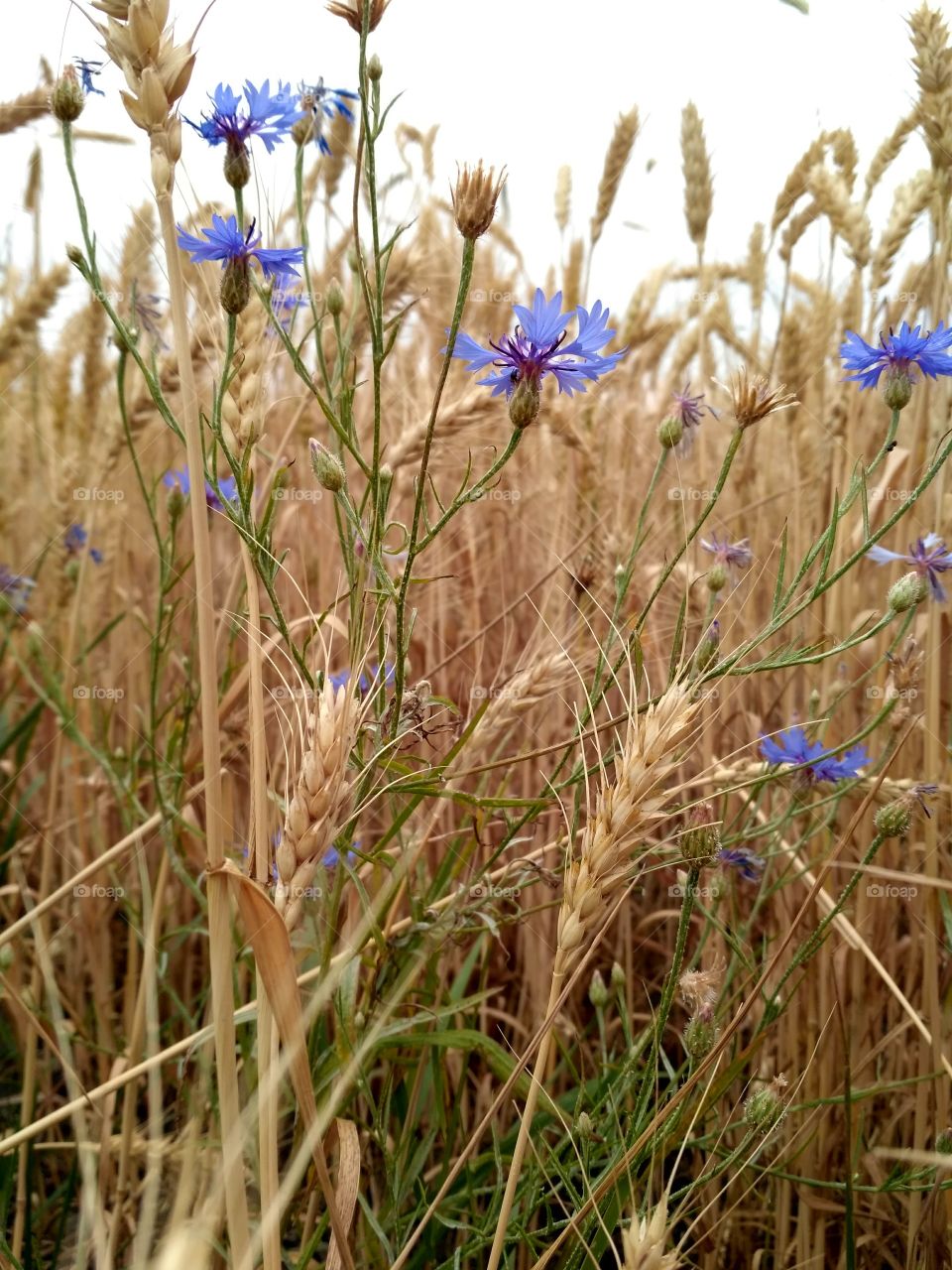 волошки в  житі