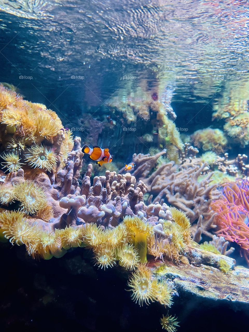 Clownfish swimming near anemone 