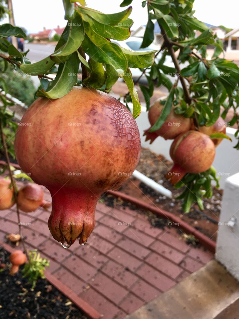 Pomegranate tree after rainfall, hanging fruit dripping droplets of water, super power food, healthy nutritious harvested for juice and seeds outdoors 