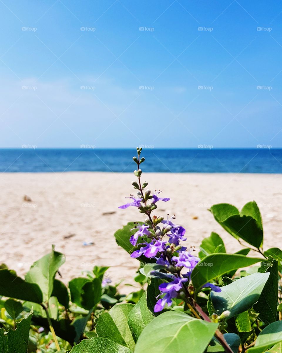 Purple flowers on the beach
