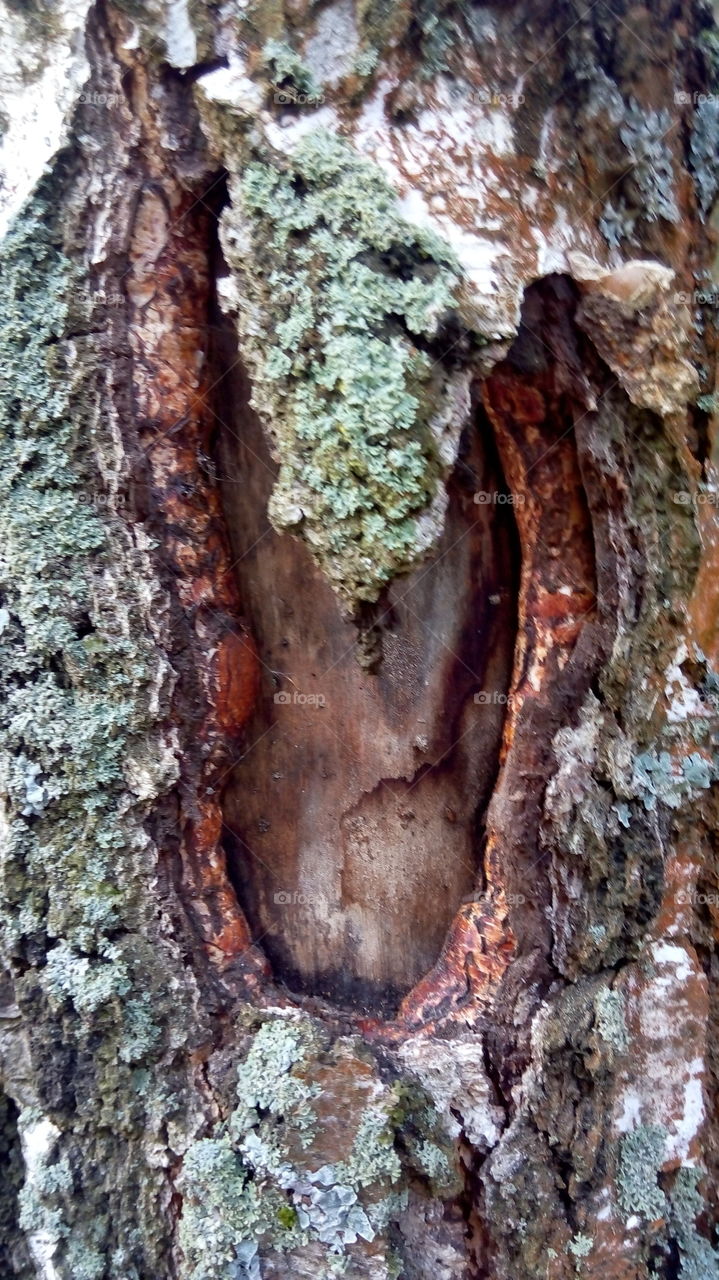 bark with lichen
