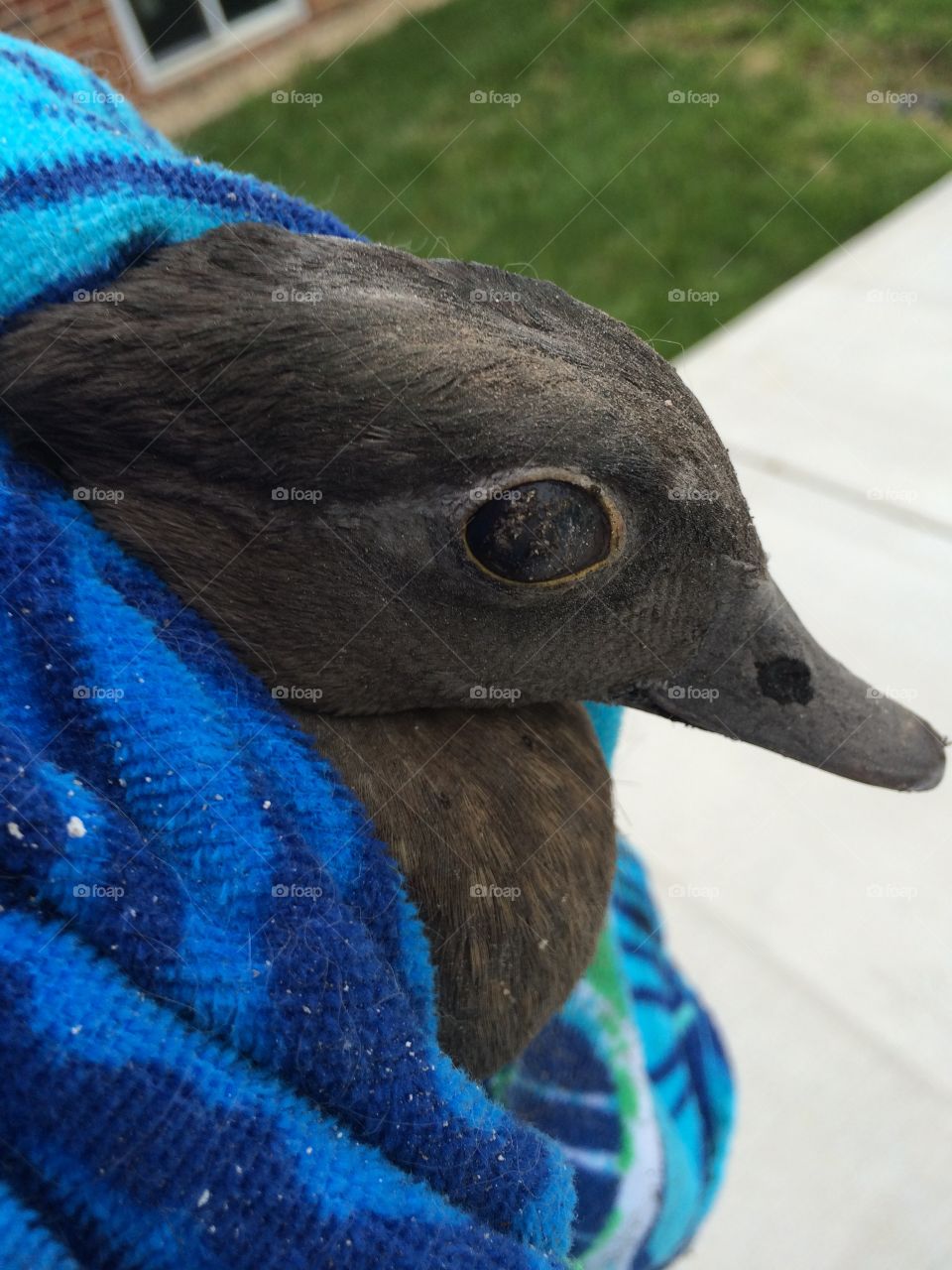 He managed to trap himself in the chimney, had to free the poor guy!
