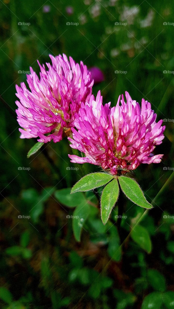 flowers from the summer