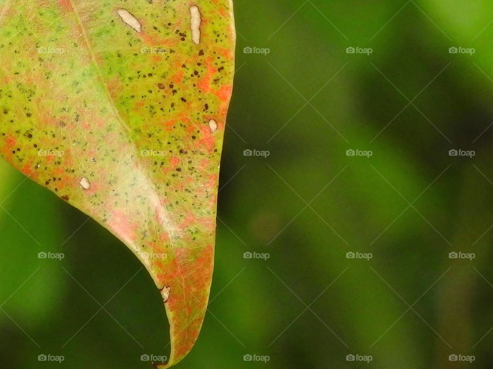 Fall autumn season macro photography of a leaf with a colorful mix of orange, brown and green stains or dots and dry spots with dark green background.