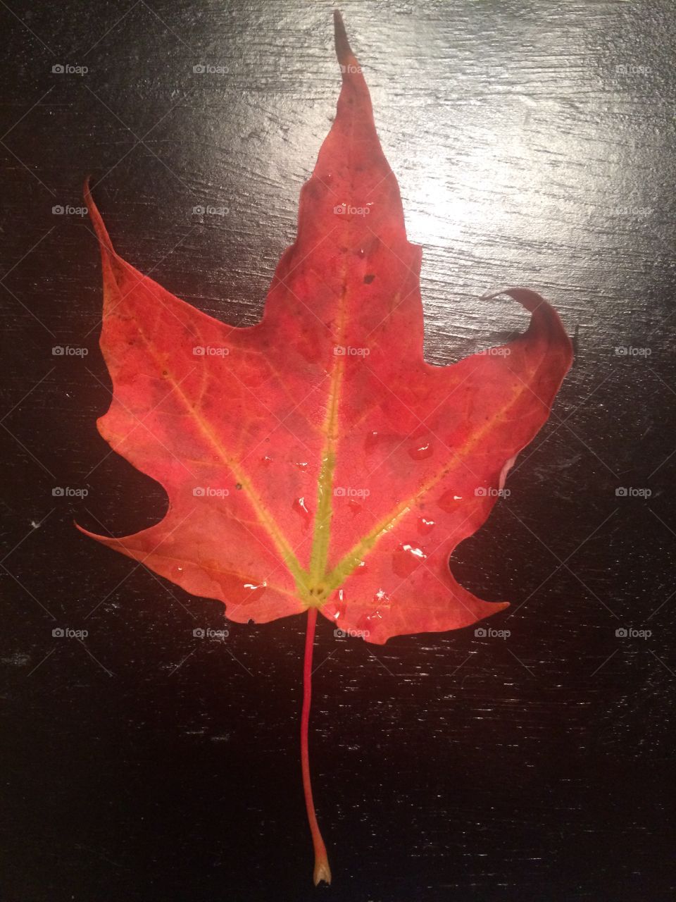 Fall leaf 