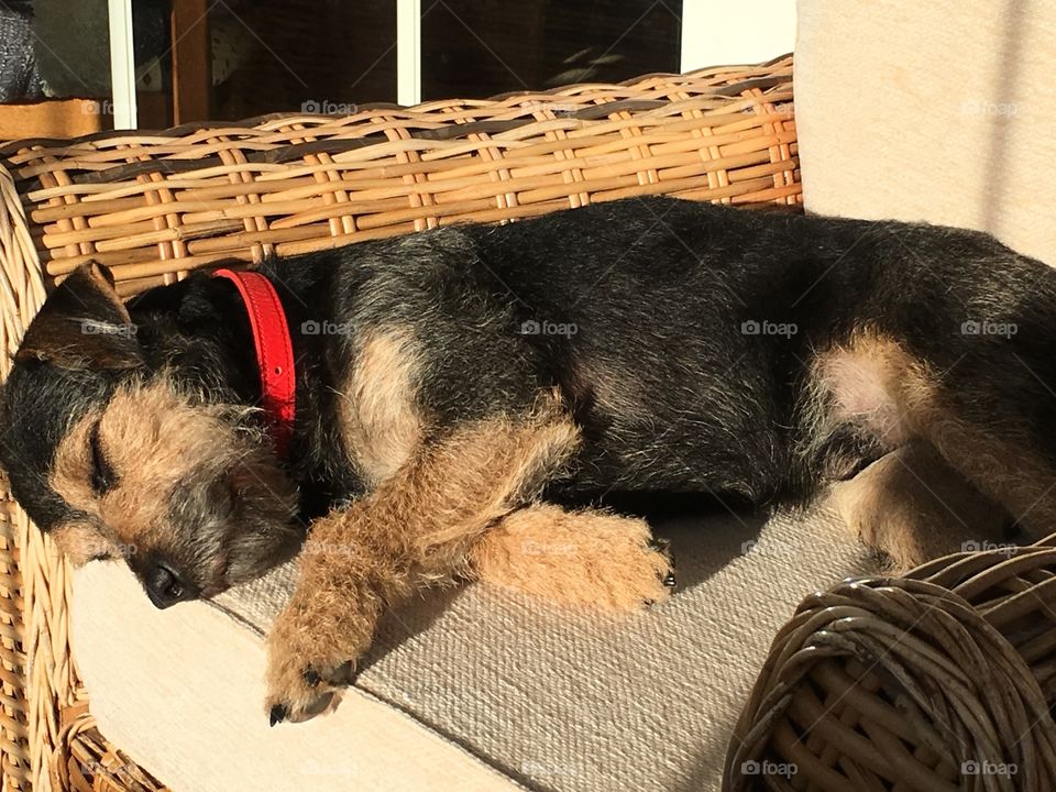 Sid the Lakeland terrier enjoying an afternoon nap in the sun, laid on a chair in the conservatory 