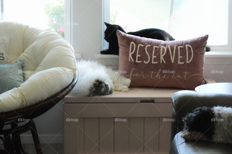 reserved for the cat