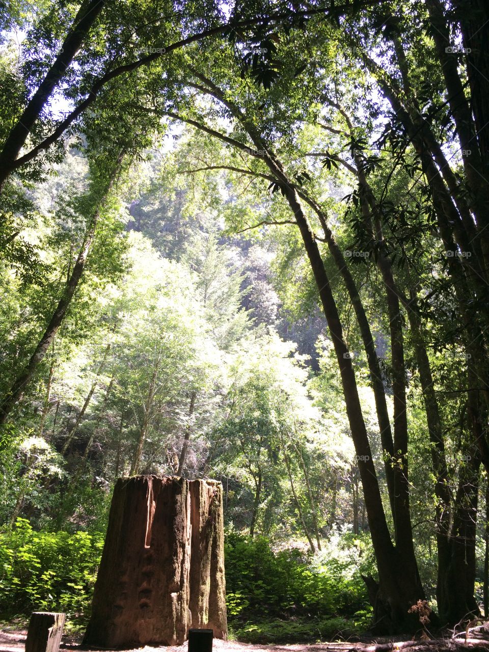 Redwood Stump 