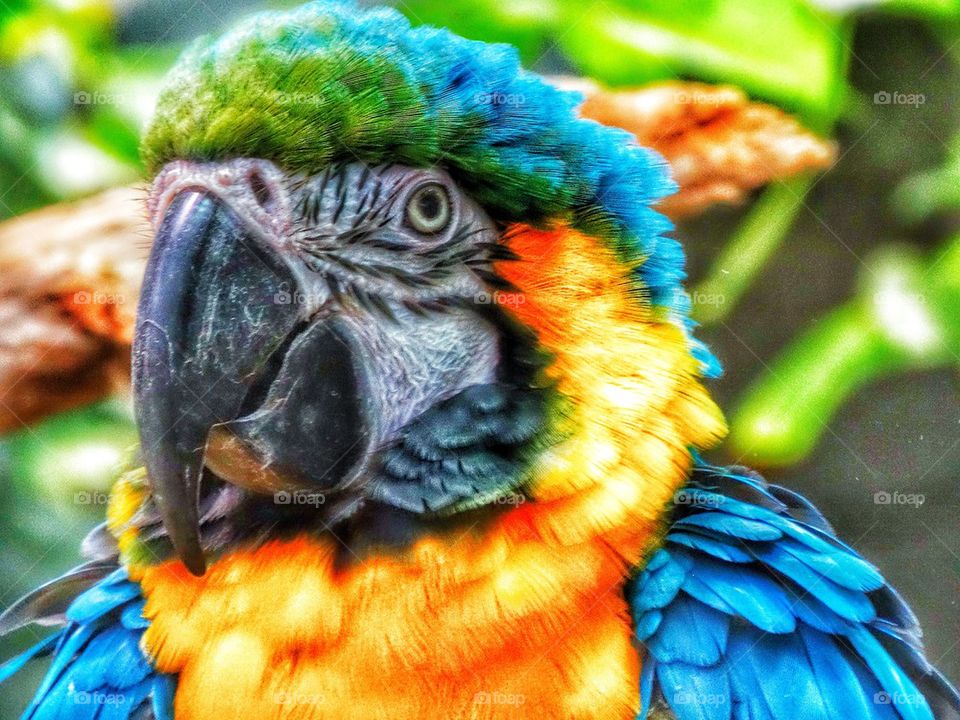 Colorful Tropical Parrot

