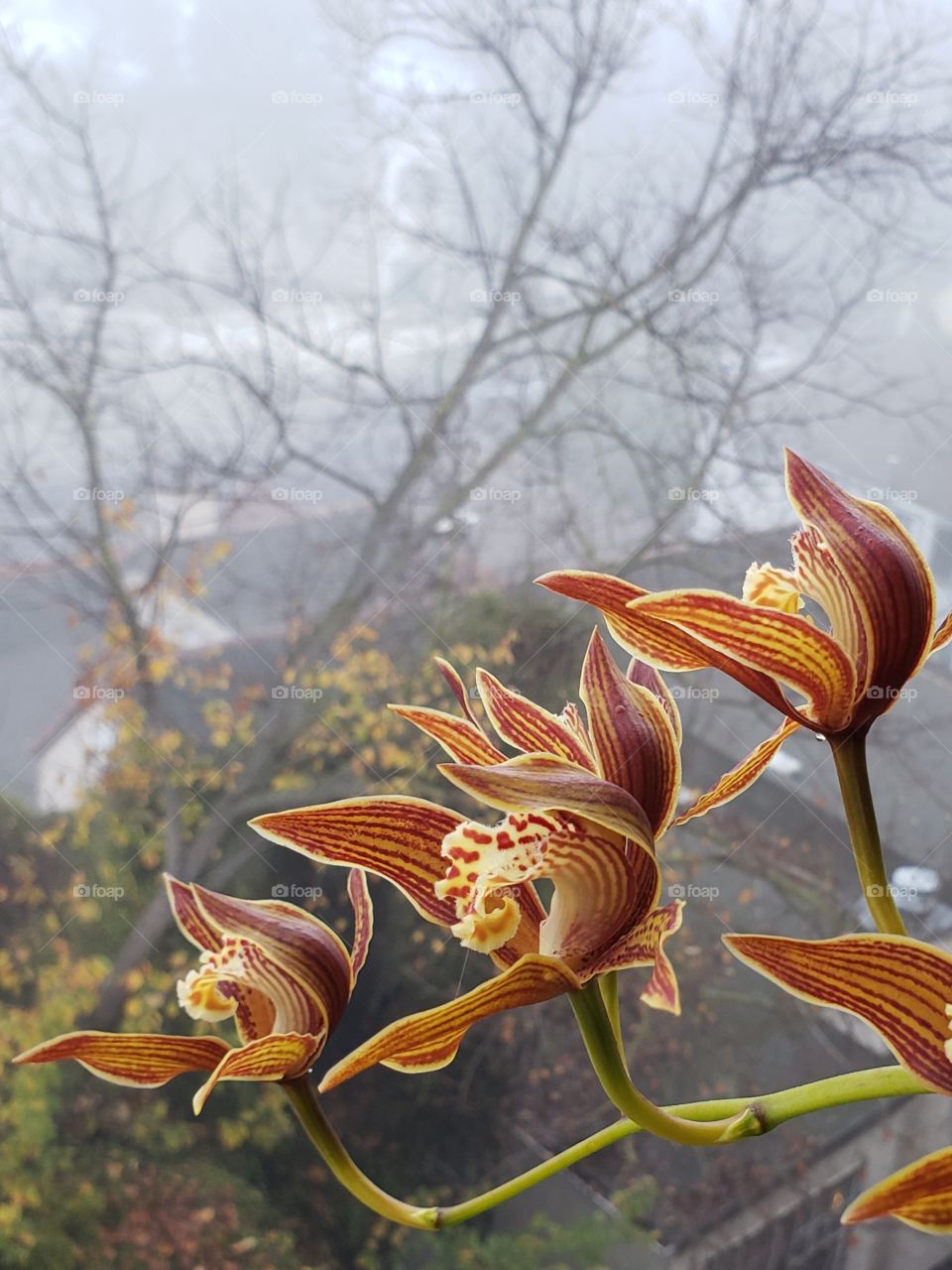 Cymbidium blooms on foggy morning