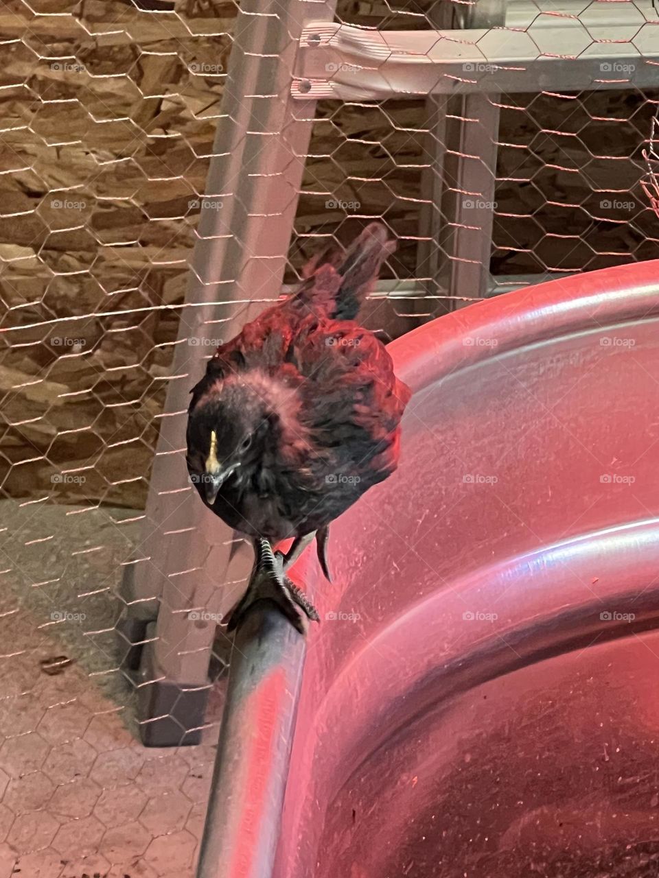 A chick walking on the edge of the brooder. 