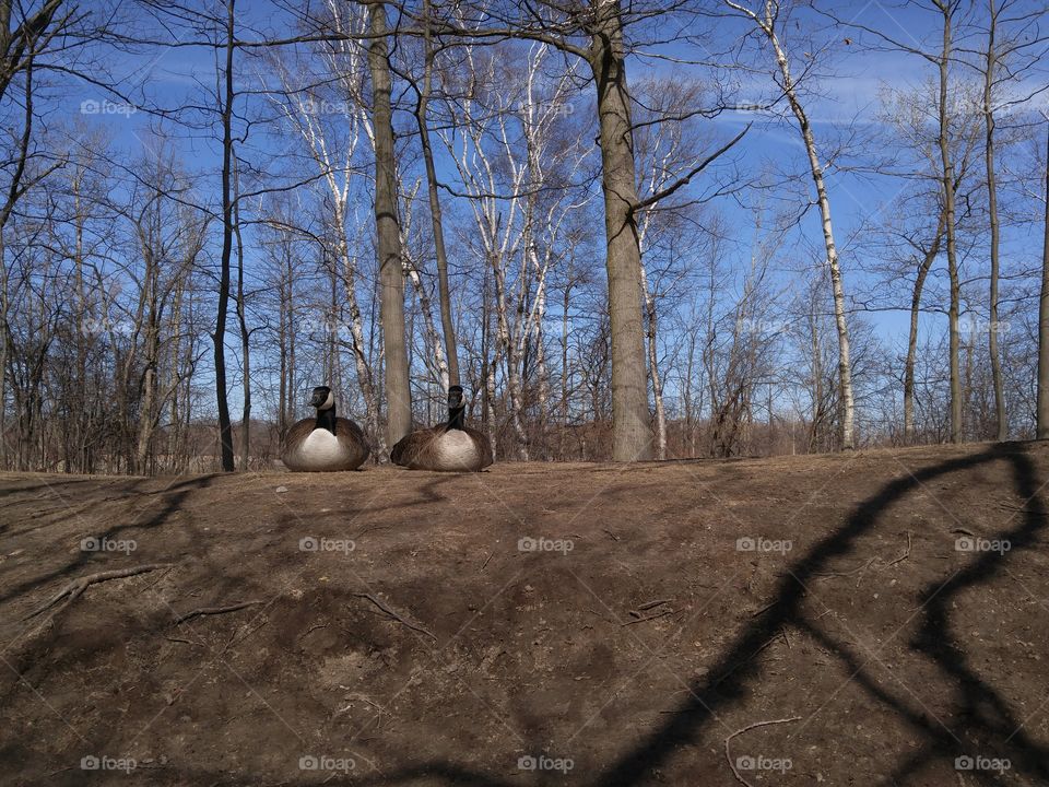 A pair of resting Canada Geese.
