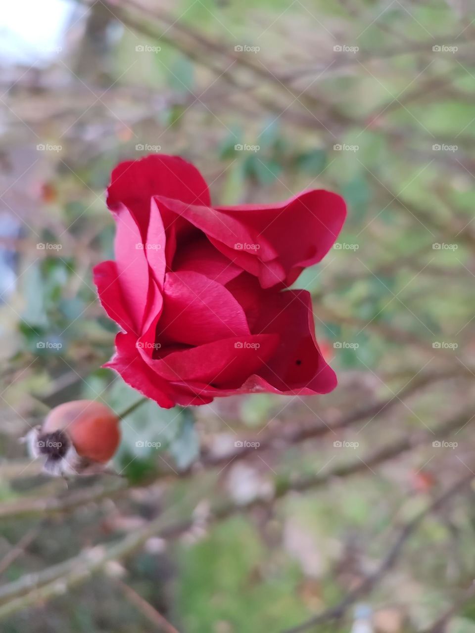 Last little rose before its petals fall