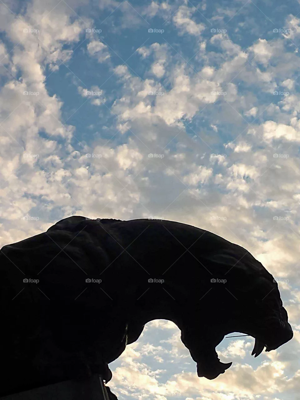 panther
