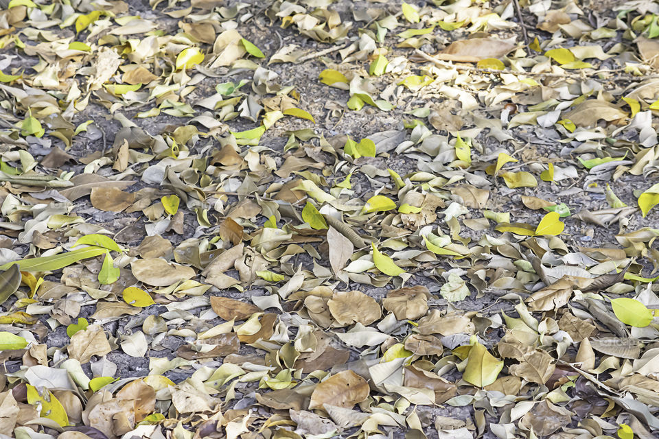 Lots of dry leaves on the ground.