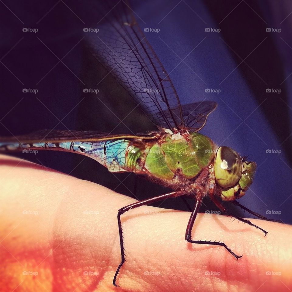 Smiling Dragonfly