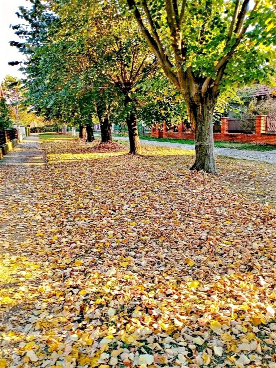 A carpet of leaves