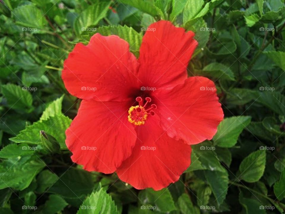 Red Hibiscus