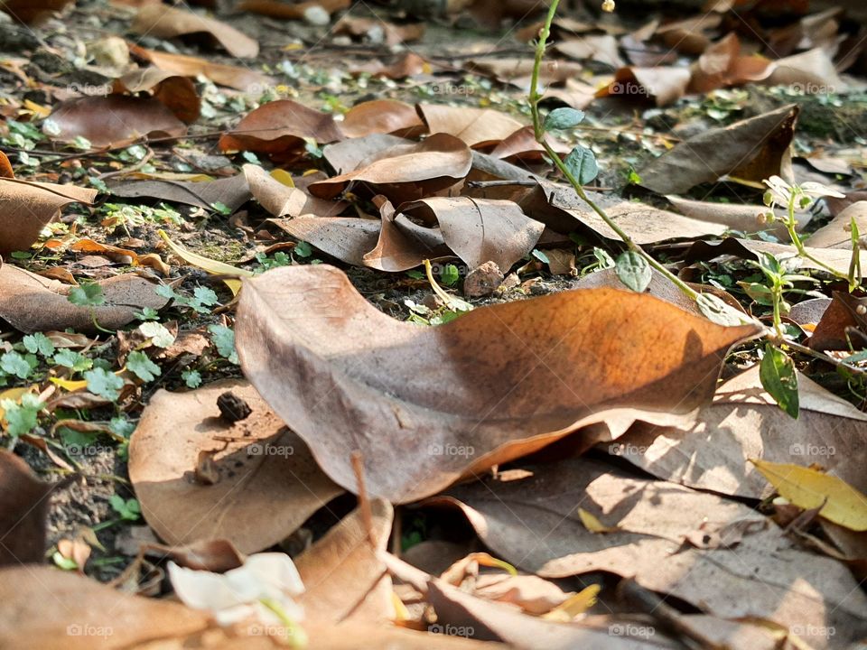 Falling old leaves