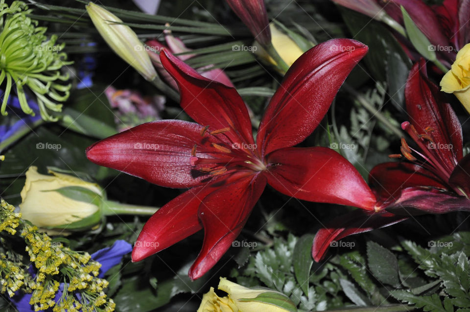 plants flower red lily by robinmc4