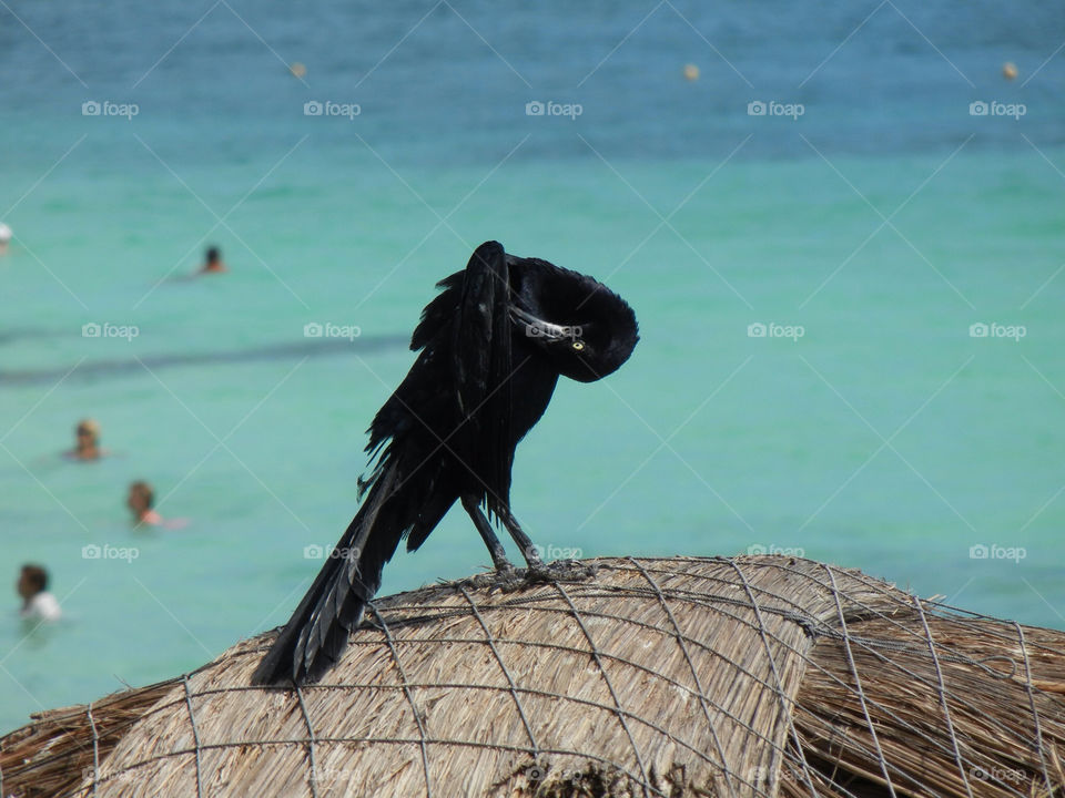 beach ocean bird sea by mikeloweryjr