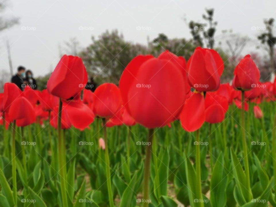 tulips