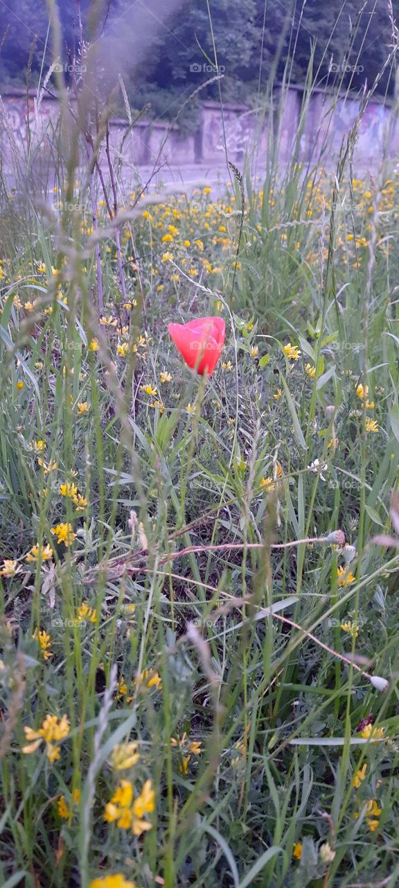 lonely poppy flower