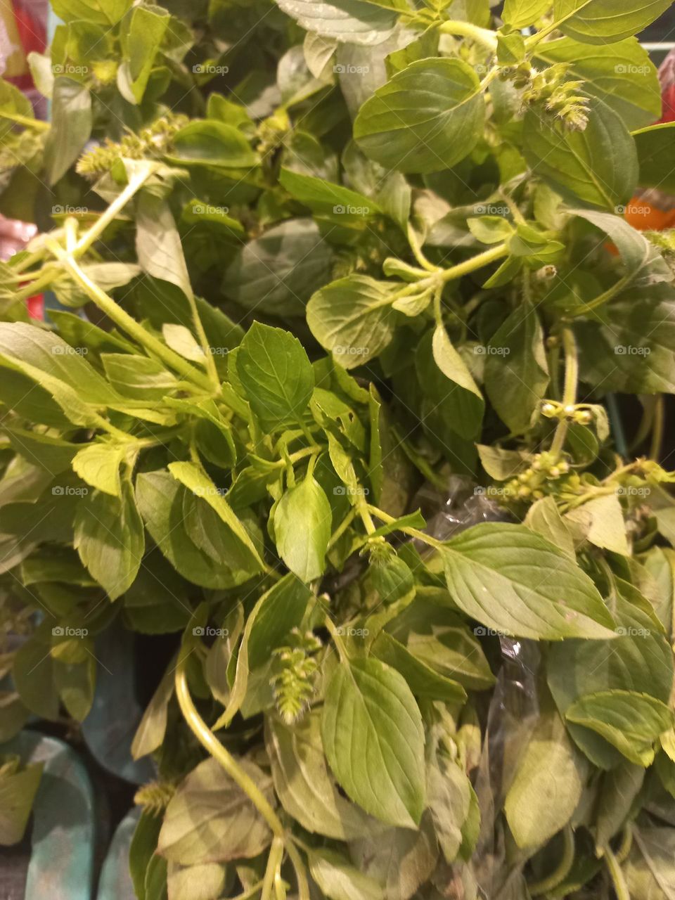 A hortelã,  conhecida cientificamente como Mentha Spicata, é uma planta medicinal e aromática com propriedades, que ajudam a tratar problemas digestivos  e também  têm efeitos calmantes e expectorantes