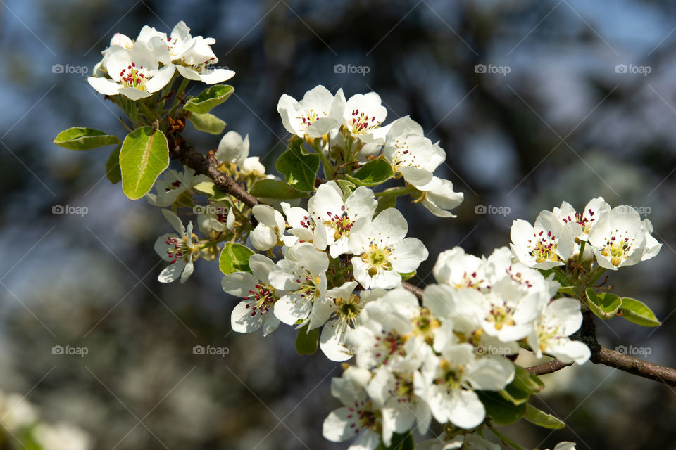 beautiful white blossoms of an apple tree