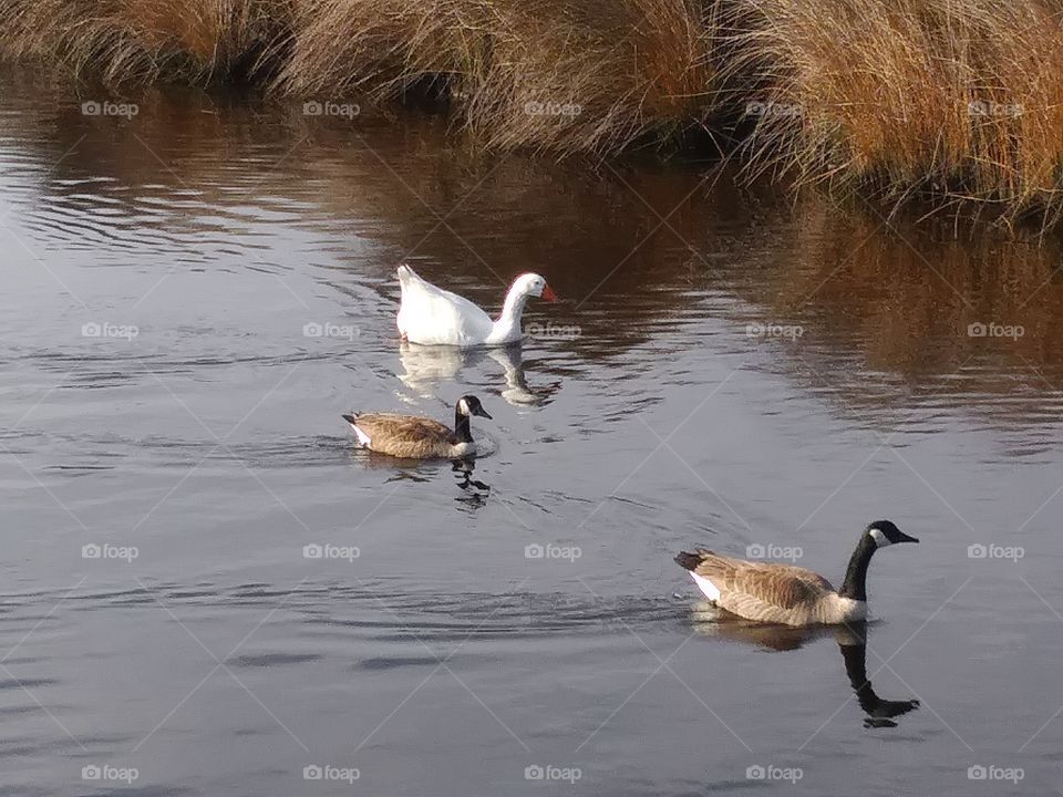 Canada Geese and a lone Emden