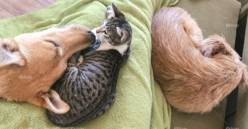 Living with pets sometimes involves not being able to get up. I’m trapped under and green blanket with a kitten on my lap and a dog either side of me