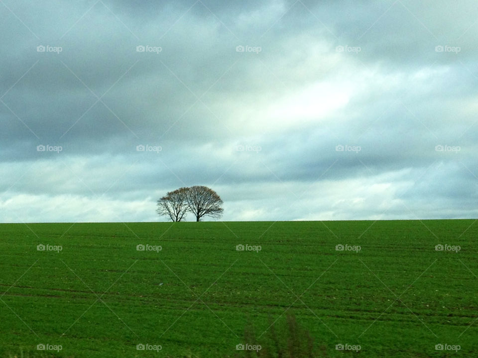 field tree autumn träd by cabday