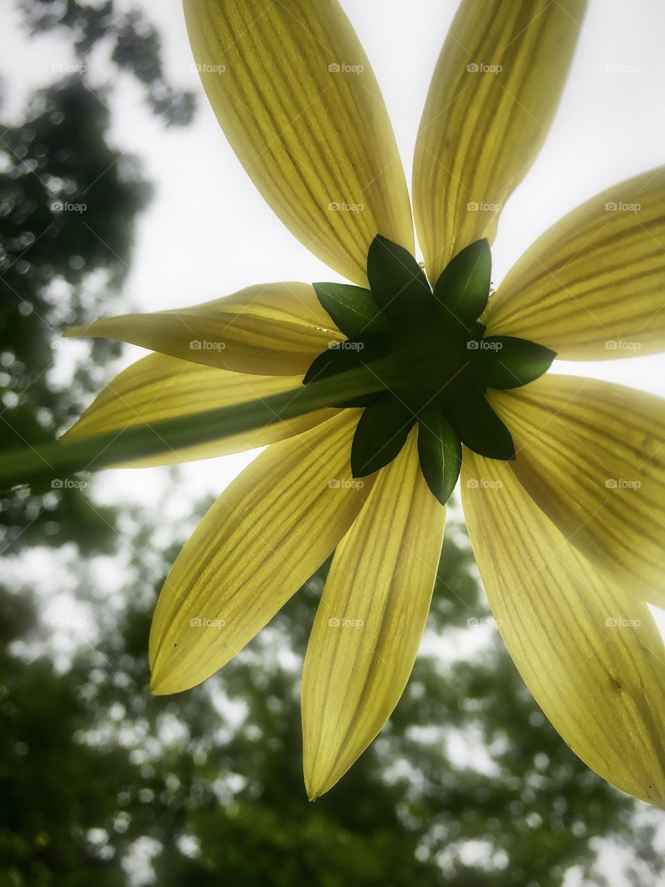 Unique view of a flower 