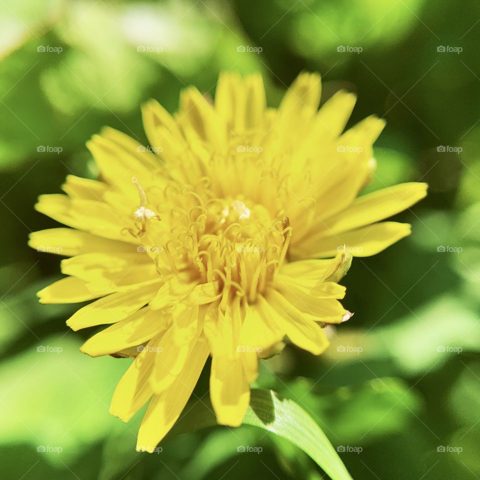 Beautiful flower blossoms of common dandelion with yellow petals in the park. Macro shot in a sunny day.