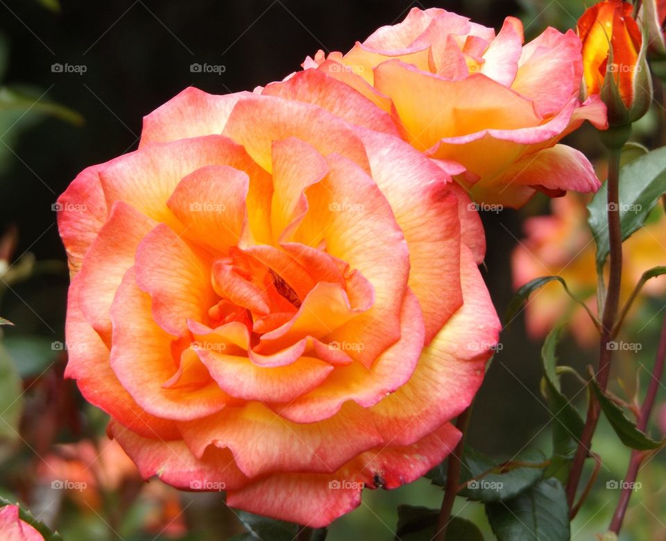 Beautiful rose on plant