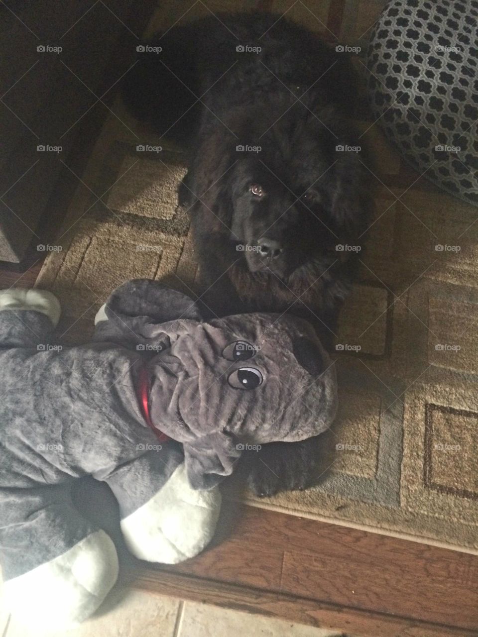 Dog, Mammal, Pet, Canine, Portrait