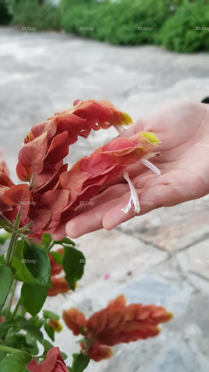 flowers