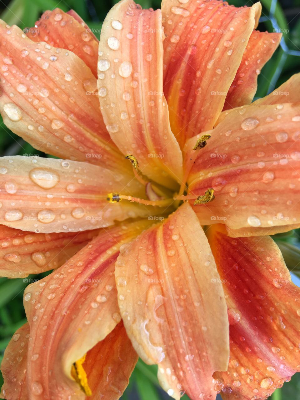 Flower with raindrops