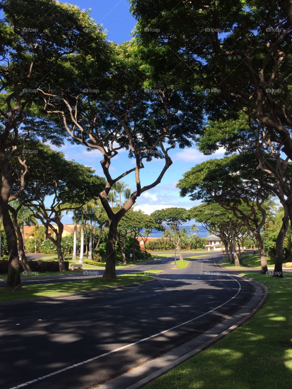 Empty road at park, Maui