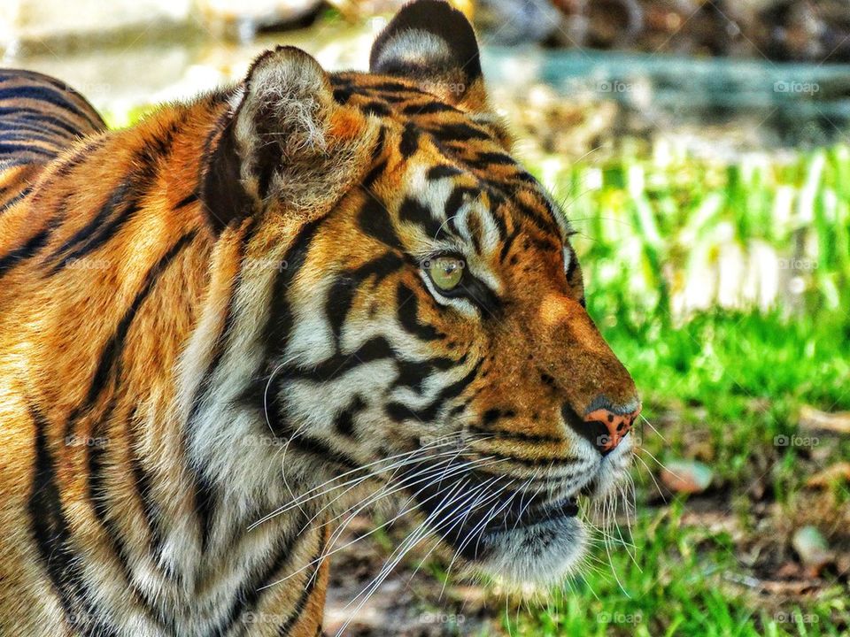 Sumatran Tiger