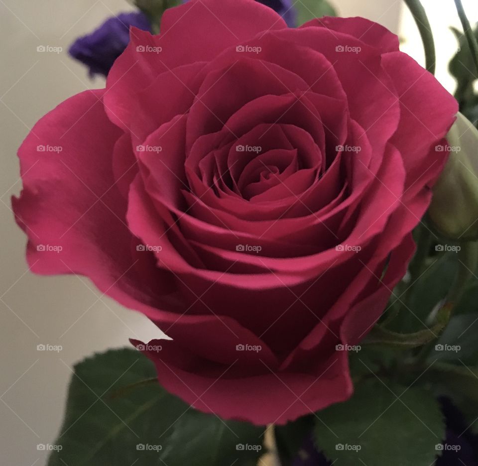 Red rose 🌹