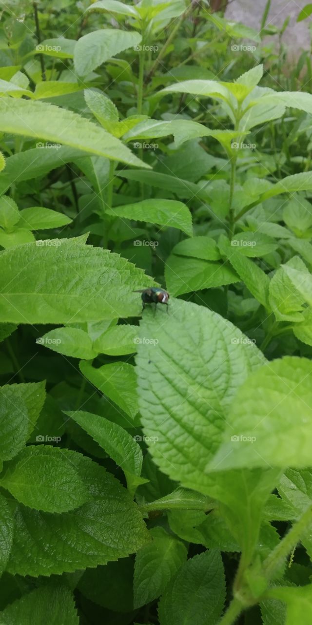 flies that like beauty