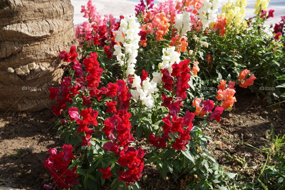 Flowers#nature#flourish#garden#colors