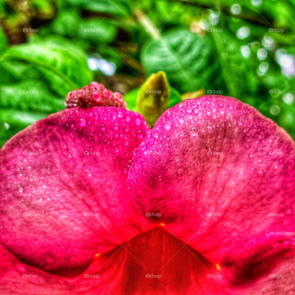 Floral photography  - allamanda  petal  closeup